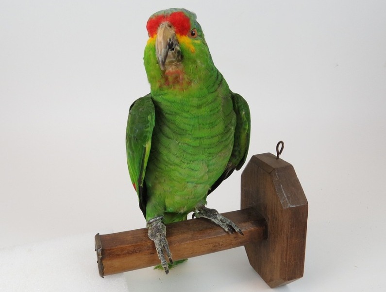 Binnenkort te zien: Waarheid? Kunst van de twijfel